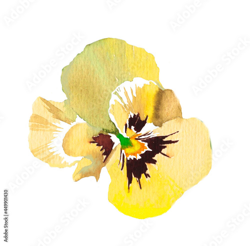 Yellow pancy flower watercolor isolated on white background illustration for all prins. photo