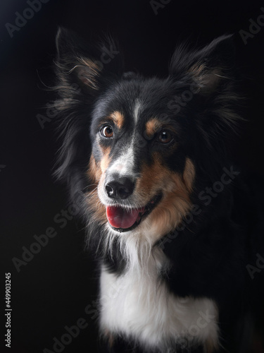 Funny expression dog. border collie on a black background © annaav