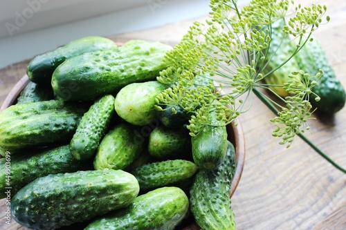 Fresh cucumbers on a wooden table. Dill, garlic and spices. Preparation of pickled cucumbers. preservation of fresh homemade cucumbers. Selective focus. nature