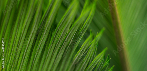 Palm leaves. Green background. Leaves on a branch.