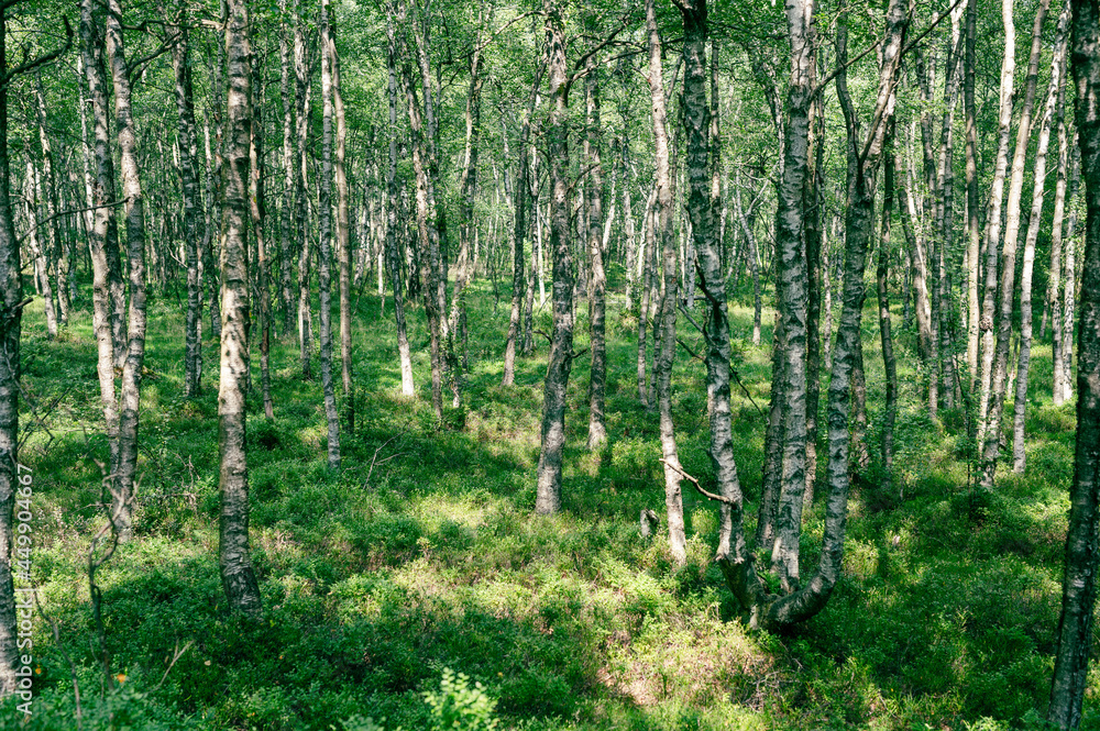 Karpaten-Birkenwald