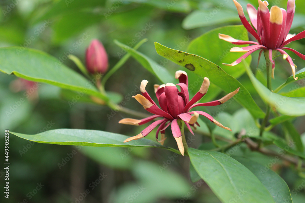 The blossoming calicant flower. The blossoming calicant flower.