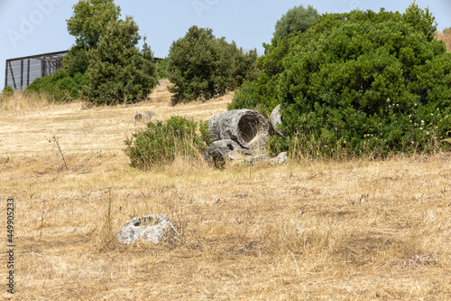 Carrucana stone forest. Petrified and mineralized tree trunk  of Martis in Sardinia. Bassa Anglona, Sassari,  Italy, Europe photo