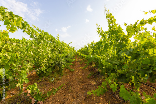 typical Vernaccia wine vineyard in the Oristano area. Sardinia, Italy, Europe