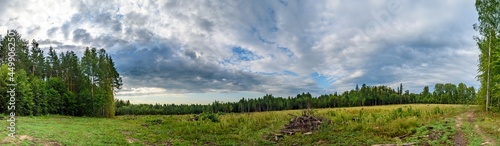 The territory of the old deforestation overgrown with grass and shrubs © Aleksey