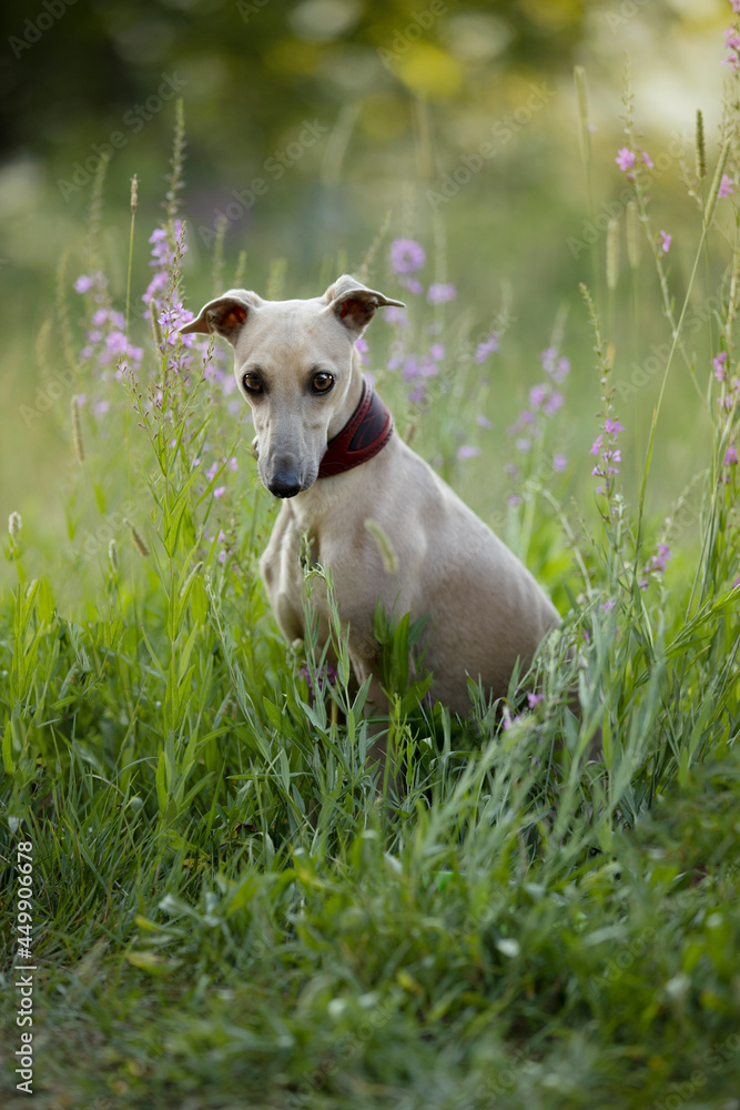 Lovely brown Italian greyhound playing and running and sitting in high grass and catching tennis ball, happy dog outside in summer 
