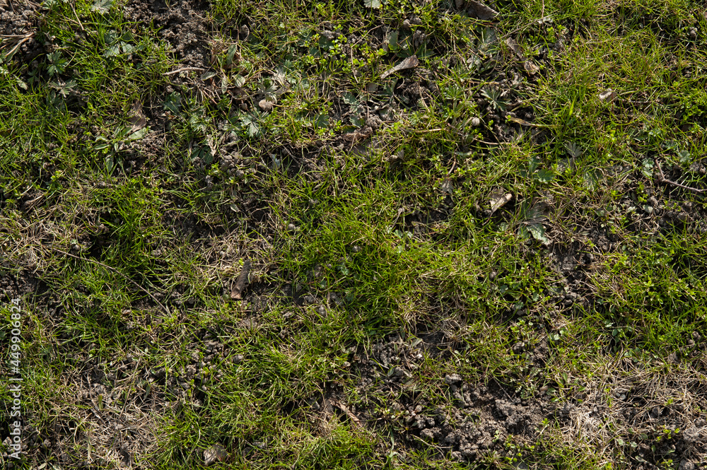 The first spring grass is breaking through The first spring grass is breaking through