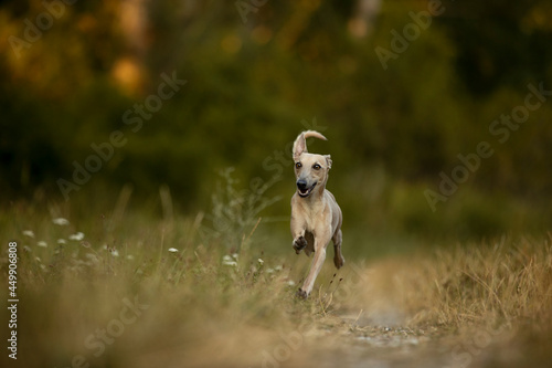 Lovely brown Italian greyhound playing and running and sitting in high grass and catching tennis ball, happy dog outside in summer 