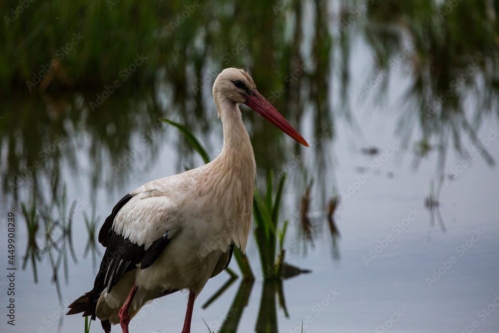 Fototapeta premium Storks in spring in Aiguamolls De L'Emporda Nature Reserve, Spain