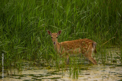 Fototapeta Naklejka Na Ścianę i Meble -  Fallow deer in Aiguamolls De L'Emporda Nature Reserve, Spain