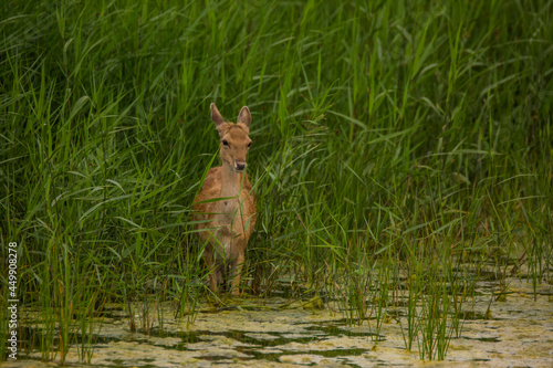 Fototapeta Naklejka Na Ścianę i Meble -  Fallow deer in Aiguamolls De L'Emporda Nature Reserve, Spain