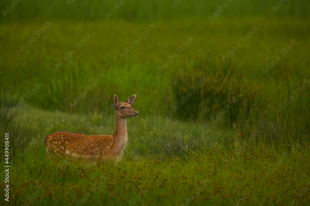 Fallow deer in Aiguamolls De L'Emporda Nature Reserve, Spain Fallow deer in Aiguamolls De L'Emporda Nature Reserve, Spain