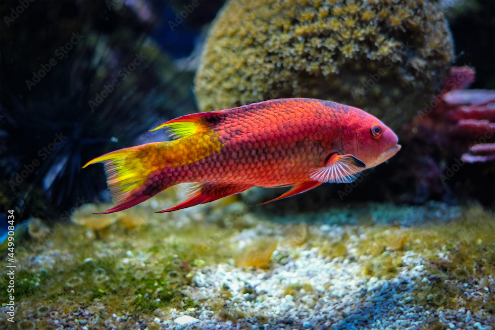 Spotfin hogfish underwater in sea Spotfin hogfish underwater in sea