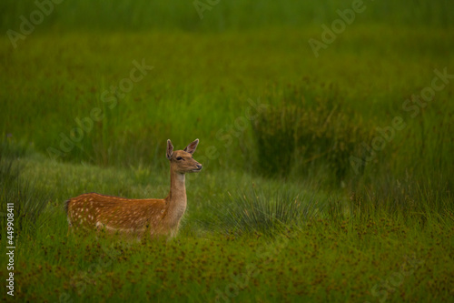 Fototapeta Naklejka Na Ścianę i Meble -  Fallow deer in Aiguamolls De L'Emporda Nature Reserve, Spain