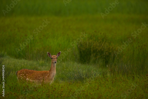 Fototapeta Fallow deer in Aiguamolls De L'Emporda Nature Reserve, Spain