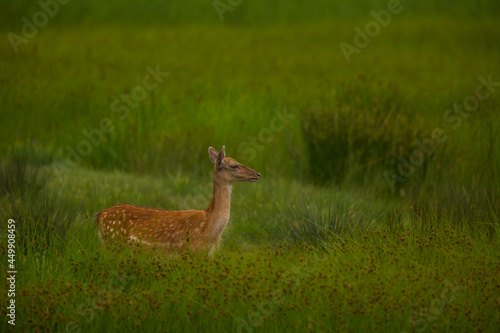 Fototapeta Naklejka Na Ścianę i Meble -  Fallow deer in Aiguamolls De L'Emporda Nature Reserve, Spain