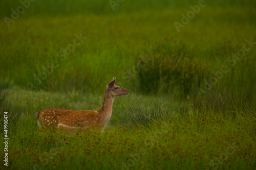 Fototapeta Naklejka Na Ścianę i Meble -  Fallow deer in Aiguamolls De L'Emporda Nature Reserve, Spain