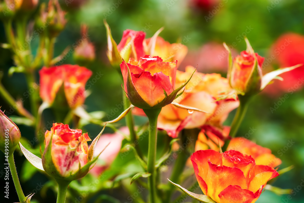 Beautiful roses growing in the front garden of the city park on a bright sunny day. Blurred background. Close-up.