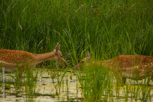 Fototapeta Naklejka Na Ścianę i Meble -  Fallow deer in Aiguamolls De L'Emporda Nature Reserve, Spain