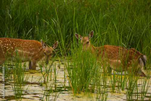 Fototapeta Naklejka Na Ścianę i Meble -  Fallow deer in Aiguamolls De L'Emporda Nature Reserve, Spain