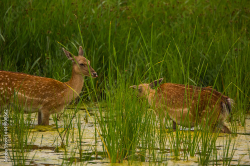 Fototapeta Naklejka Na Ścianę i Meble -  Fallow deer in Aiguamolls De L'Emporda Nature Reserve, Spain