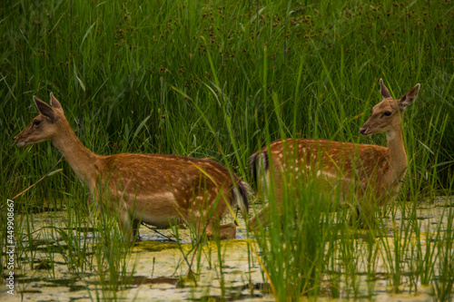 Fototapeta Naklejka Na Ścianę i Meble -  Fallow deer in Aiguamolls De L'Emporda Nature Reserve, Spain
