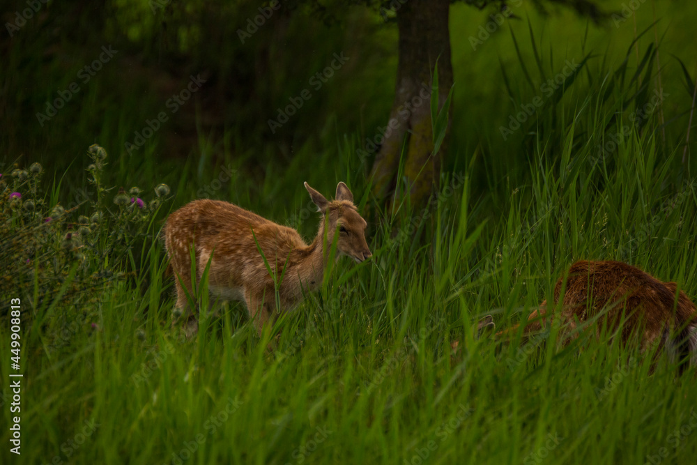 Fallow deer in Aiguamolls De L'Emporda Nature Reserve, Spain Fallow deer in Aiguamolls De L'Emporda Nature Reserve, Spain
