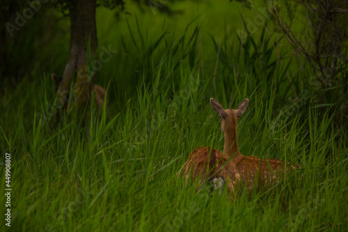 Fototapeta Naklejka Na Ścianę i Meble -  Fallow deer in Aiguamolls De L'Emporda Nature Reserve, Spain