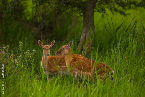 Fototapeta Naklejka Na Ścianę i Meble -  Fallow deer in Aiguamolls De L'Emporda Nature Reserve, Spain
