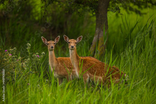 Fototapeta Naklejka Na Ścianę i Meble -  Fallow deer in Aiguamolls De L'Emporda Nature Reserve, Spain