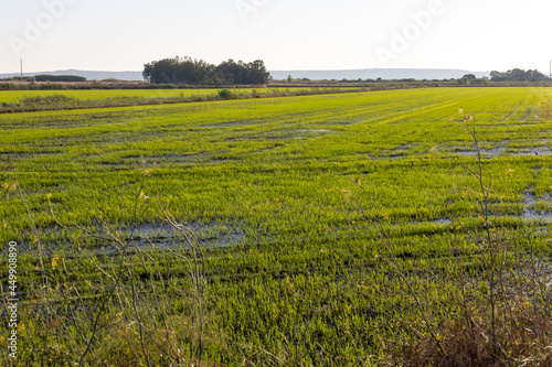 rice crops in the countryside of Oristano  Sardinia  Italy  Europe