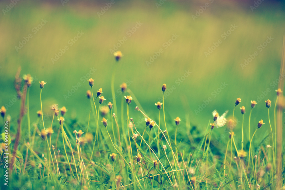 Fototapeta premium grass and flowers