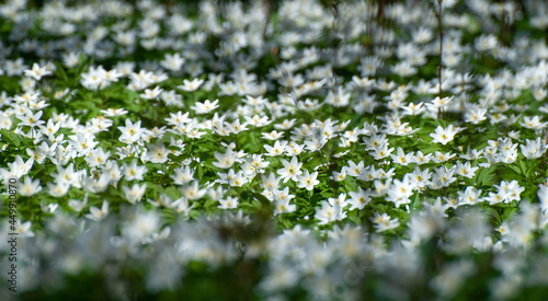 a lot of white early spring flowers  altai anemone  on the lawn under the sunlight