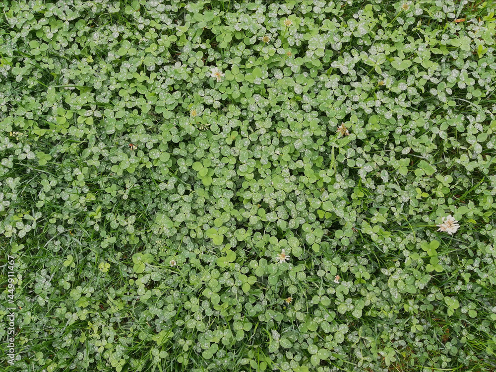 Trifolium repens L. Trifolium repens L.