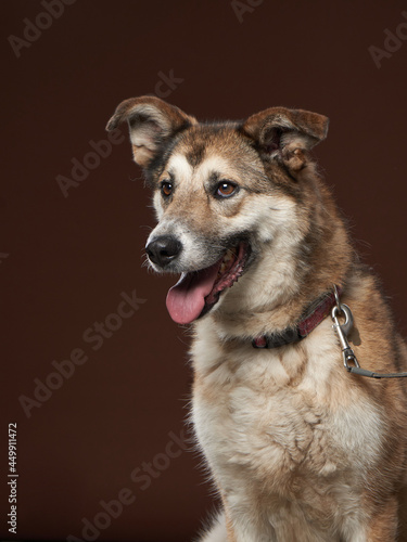 mixed breed dog on brown background. Pet smile in the photo studio.  © annaav