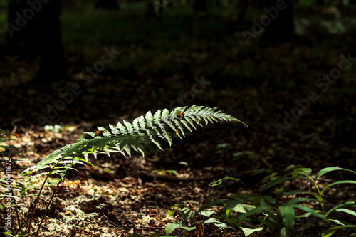 Feathery green fronds of fern illuminated with sunbeam in dark forest  selective focus. Natural floral background with fern leaf.