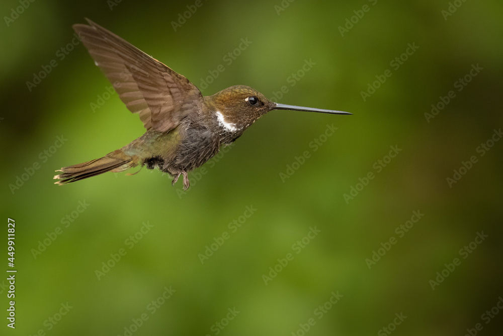 Fototapeta premium Brauner Andenkolibri (brown inca) Ecuador