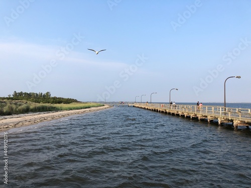 A seagull flying near a pier at Captree State Park in New York photo