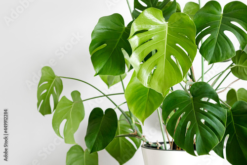 Monstera deliciosa or Swiss cheese plant in a white flower pot stands on a white wood table photo