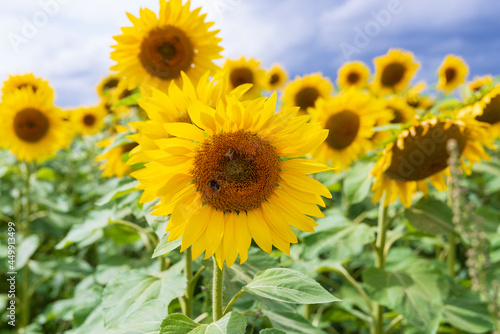 sunflower © Michael Barkmann