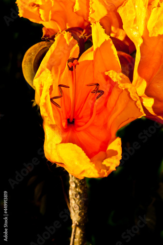front and top view of a large, tropical orange flower in full bloom, in early morning sunshine