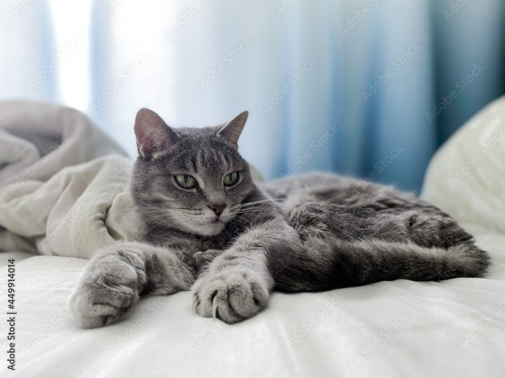 A beautiful gray cat is lying on the owners bed, comfortably settled, with its paws outstretched
