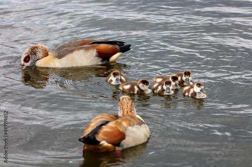 Egyptian Goose with her Goslings photo