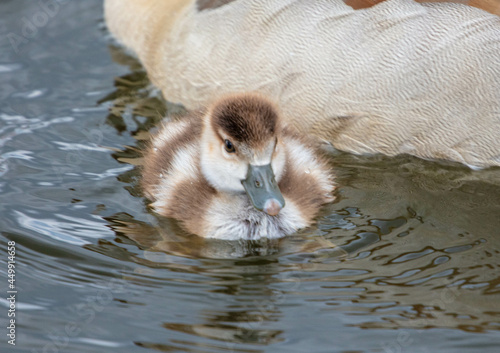 Egyptian Goose with her Goslings photo