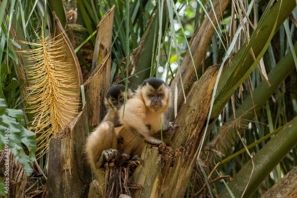 Obraz premium Brazilian Capuchin monkey (Sapajus) Mother with her Son in Bonito, State of Mato Grosso do Sul, Brazil