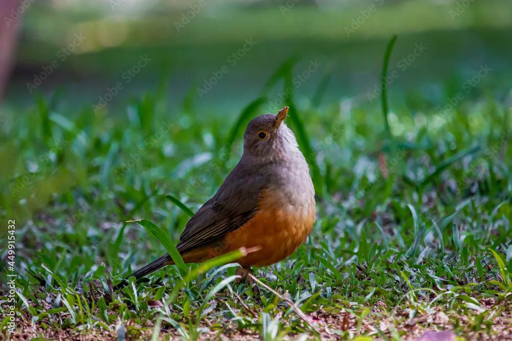 Turdus rufiventris (Rufous-bellied Thrush) Bird on the Grass in Jardim Botanico of Rio de Janeiro, Brazil Turdus rufiventris (Rufous-bellied Thrush) Bird on the Grass in Jardim Botanico of Rio de Janeiro, Brazil