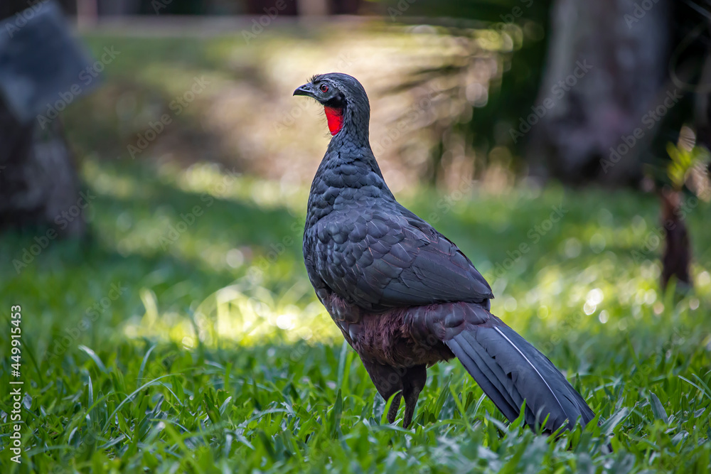 Rusty-margined Guan (Penelope superciliaris) on the Grass in Rio de Janeiro, Brazil Rusty-margined Guan (Penelope superciliaris) on the Grass in Rio de Janeiro, Brazil