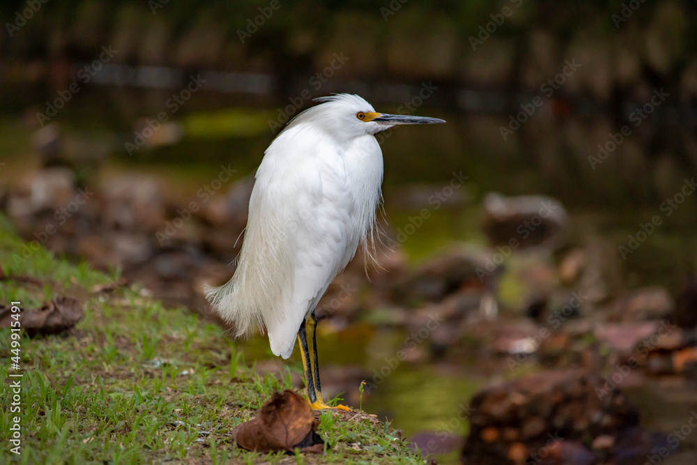 Snowy Egret (Egretta thula) in Rio de Janeiro, Brazil Snowy Egret (Egretta thula) in Rio de Janeiro, Brazil