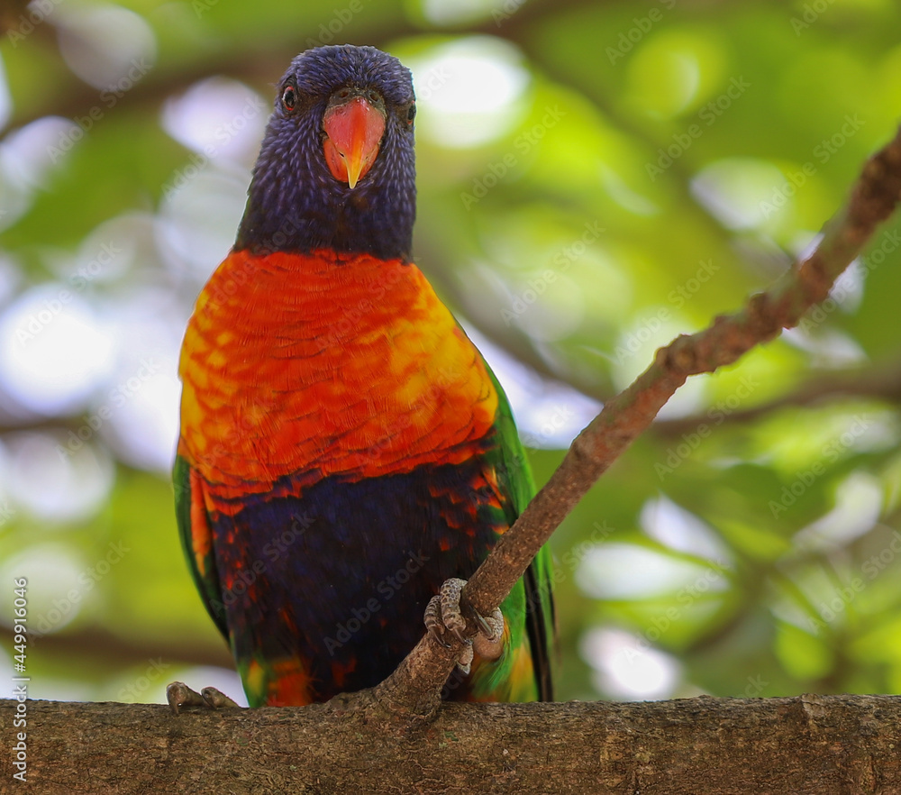 Obraz premium rainbow lorikeet on a branch