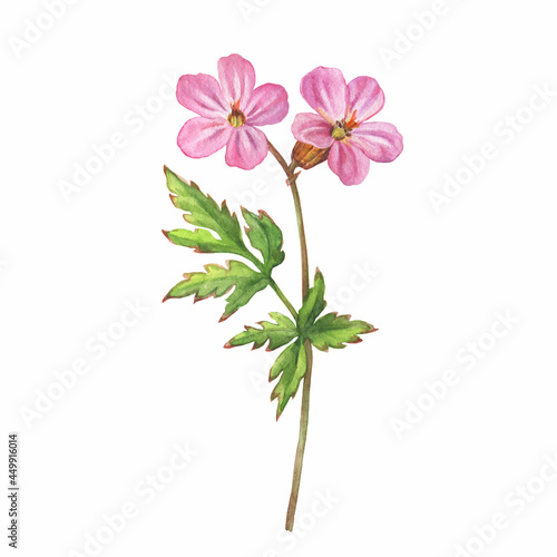 Closeup of a branch of the pink woodland geranium flowers (known as Geranium sylvaticum, the wood cranesbill). Watercolor hand drawn painting illustration isolated on white background.